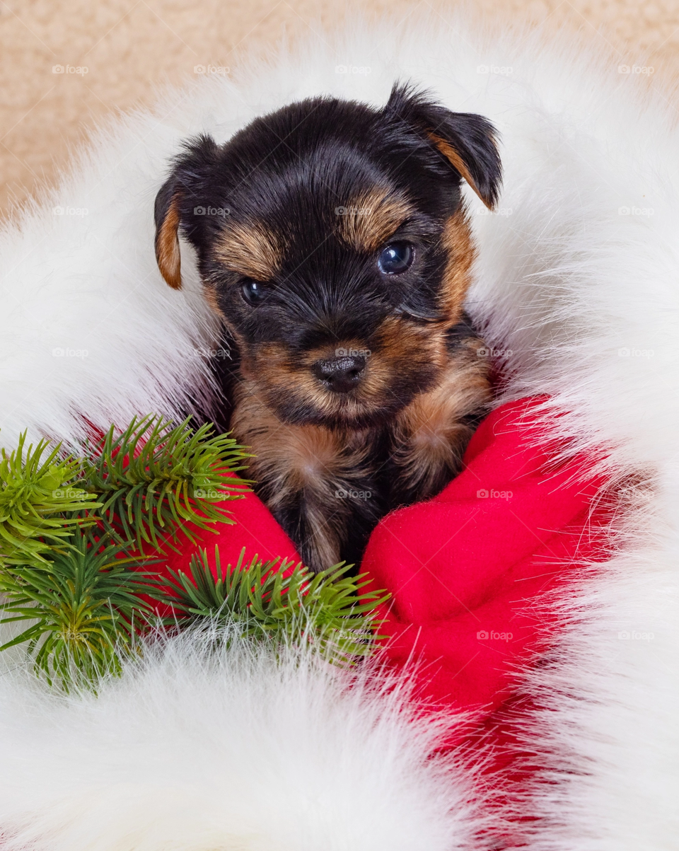 Little Yokshire Terrier puppy in Christmas decor