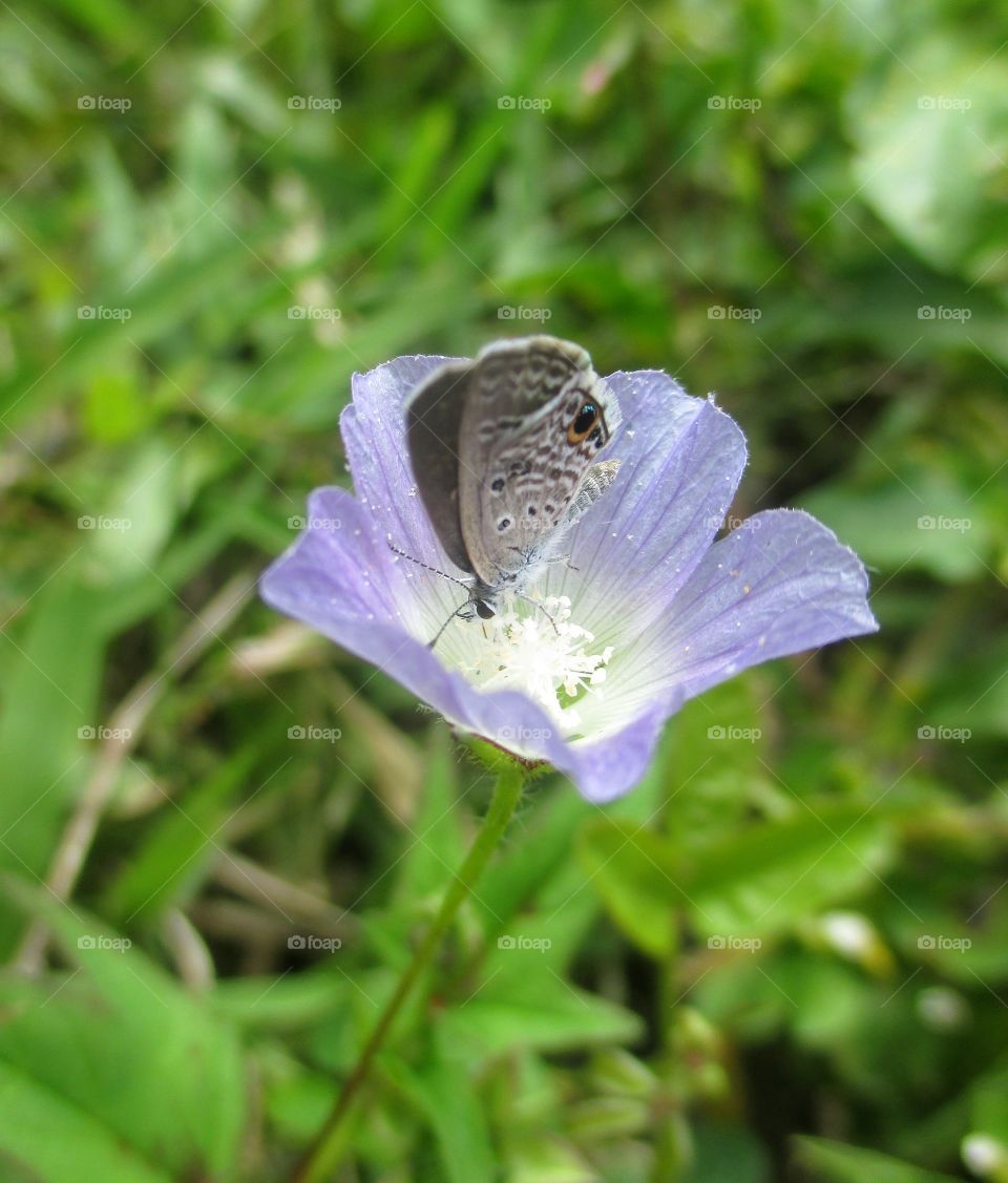 Butterfly pollinating