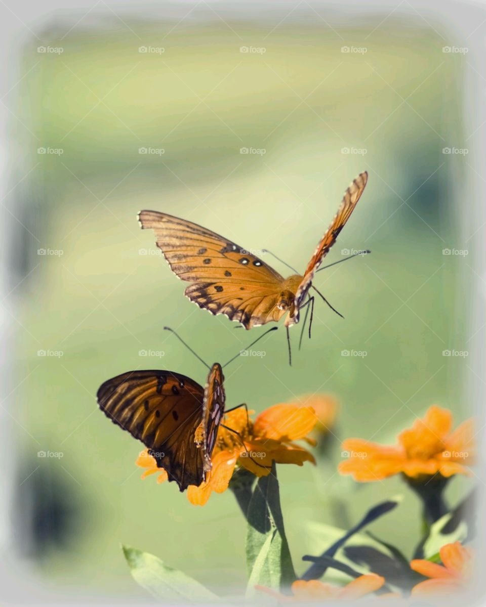 Butterflies . Spotted during a stroll through Toledo Botanical Gardens, Toledo OH