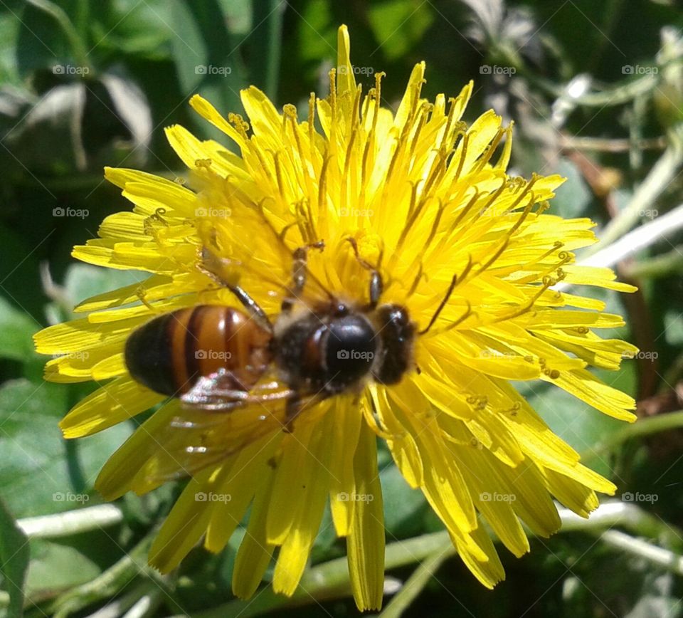 dandy bee