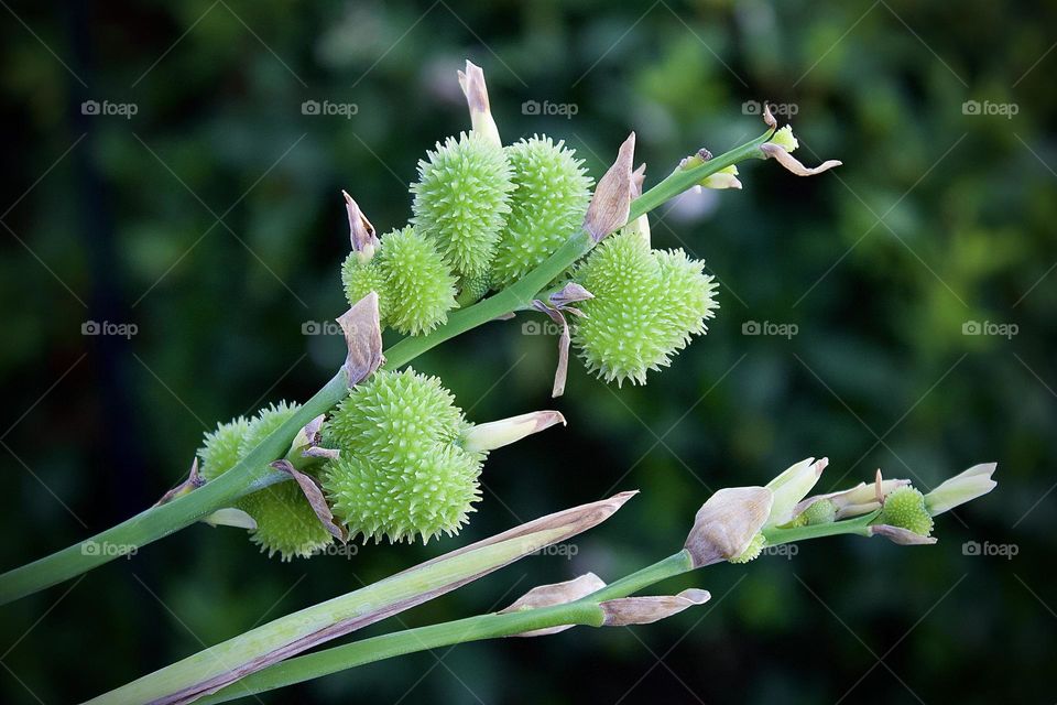 Canna lilies blooming in autumn. This photograph shows the beginning stages of blooming. This photograph has hues of purple and green.