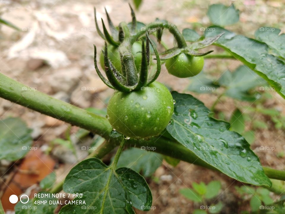 Fresh green tomatoes