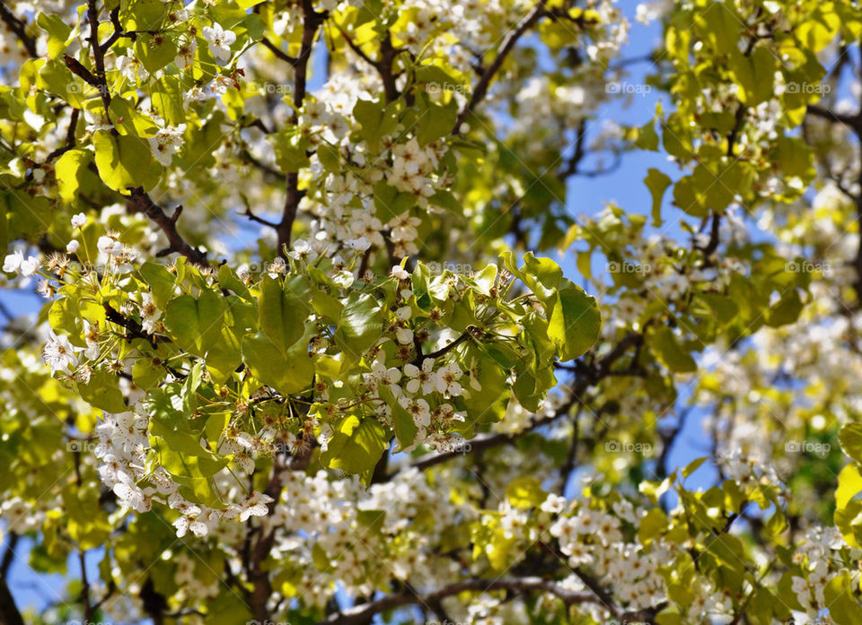 green flowers flora nature by refocusphoto