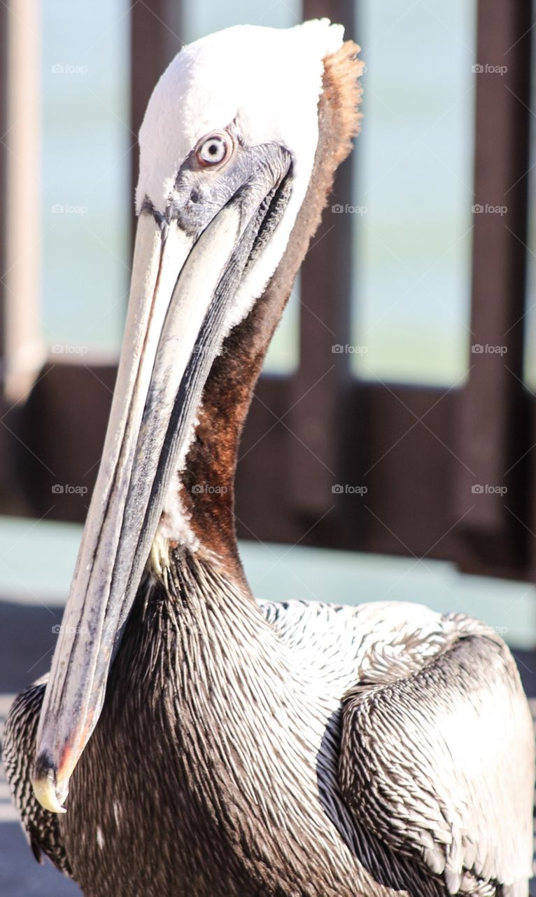 Stunning pelican 