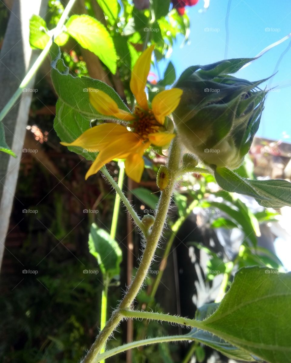 two-headed sunflower.../ girassol de duas cabeças...