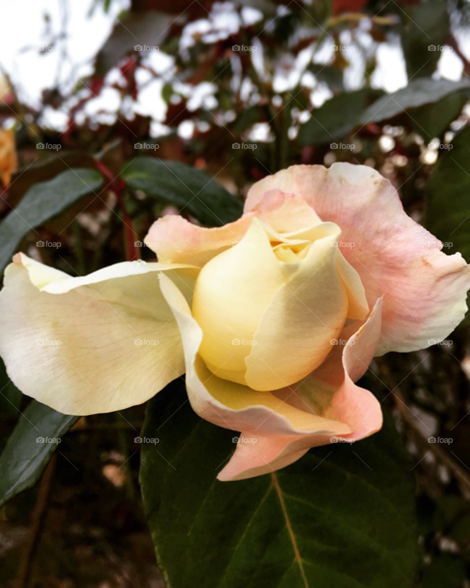 🌺07h00 - Fim de #cooper!
Suado, cansado, feliz e passando frio - alongando e curtindo a beleza das #flores.
🏁
#corrida #treino #flor #flower #flowers #pétalas #pétala #jardim #jardinagem #garden #flora #run #running #esporte #alongamento