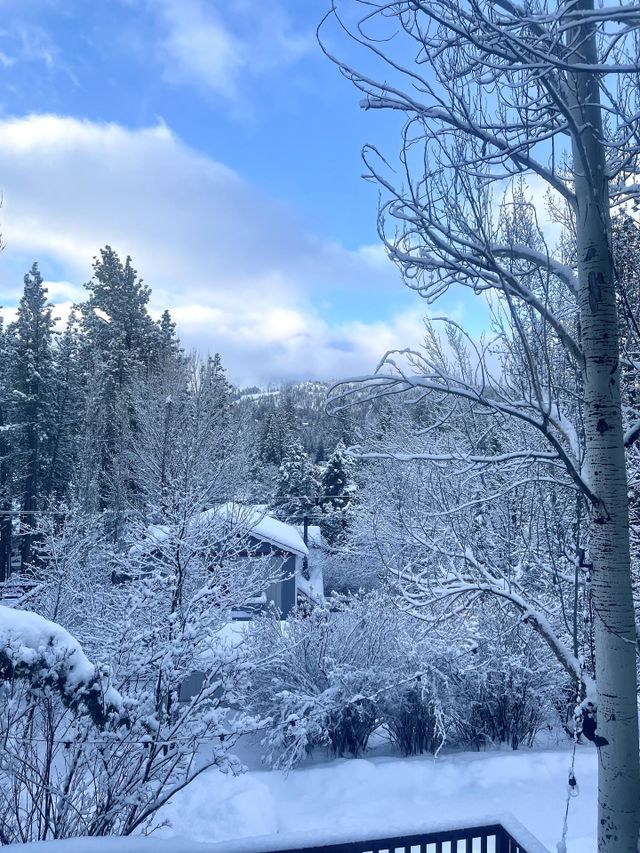 Icy Morning