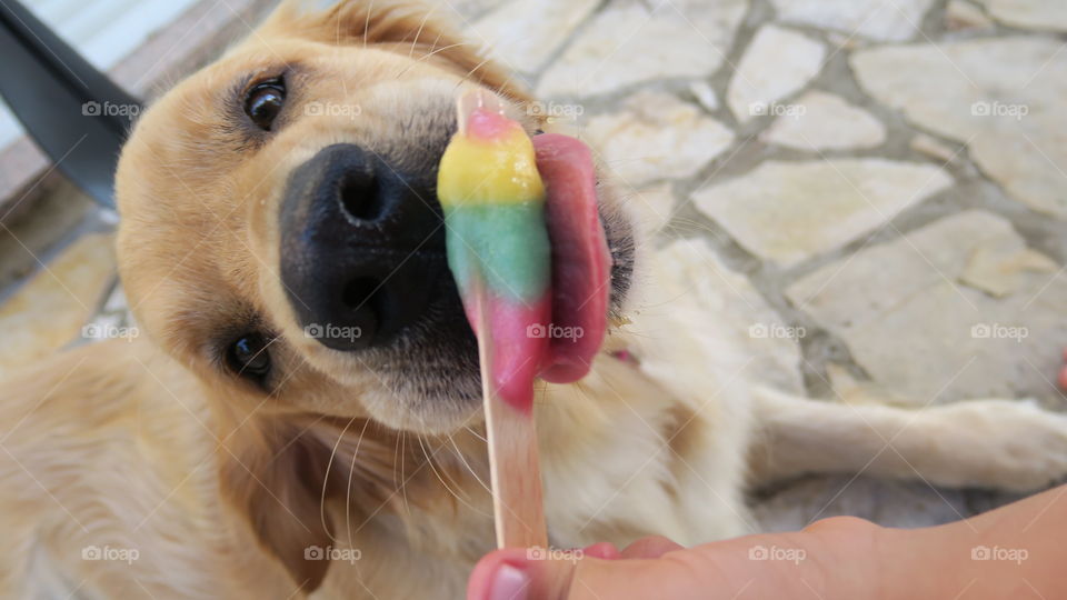 summer pets golden retriever licking icecream