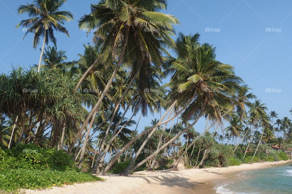 trees in beach and