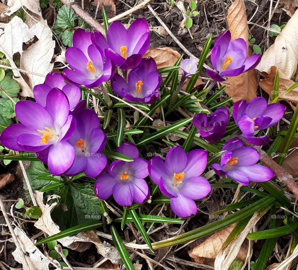 spring has arrived - violet crocus