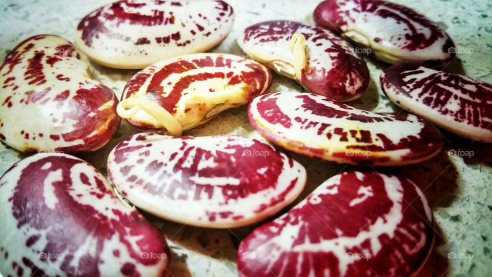 Speckled kidney beans. Featuring germination seen in two samples. Such beans are still rare in the marketplace.