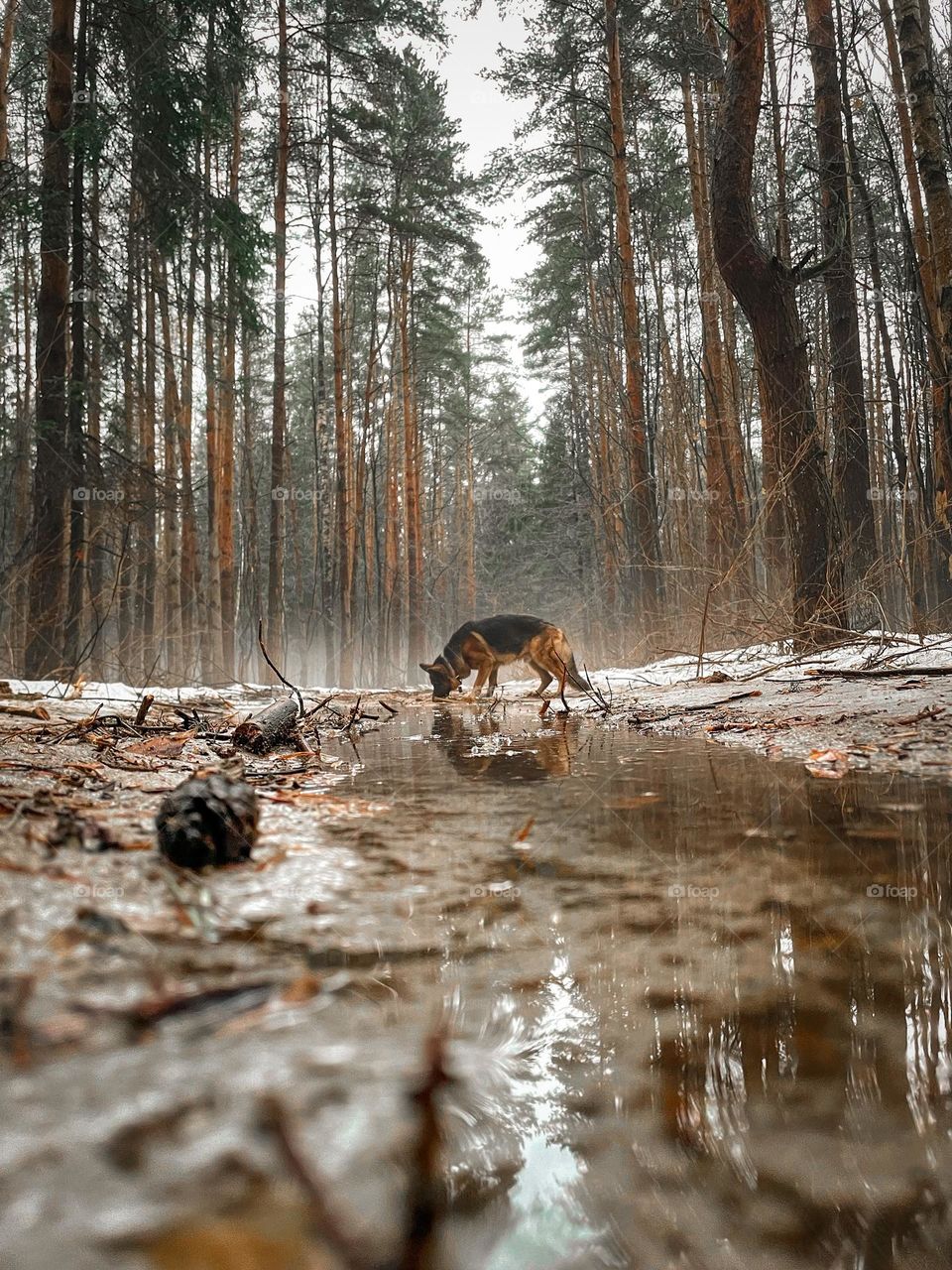 German shepherd dog at winter day