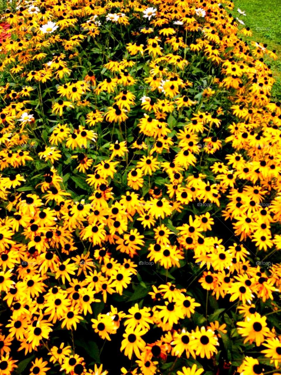 yellow flowers. paint bank va 