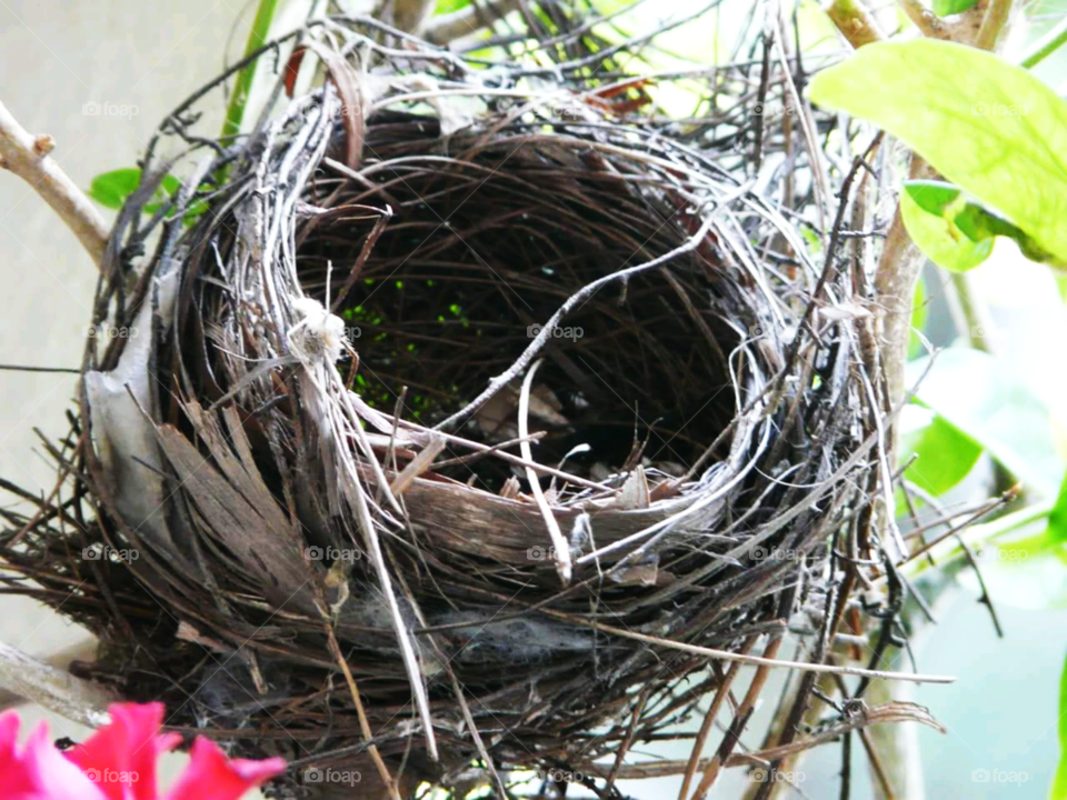 A bird nest is the spot in which a birdlays and incubates its eggs and raises its young. ... Most birds build a newnest each year, though some refurbish their old nests.