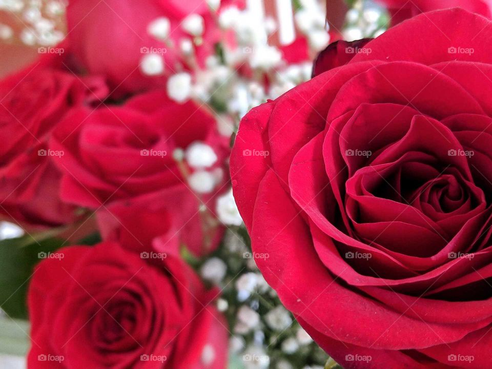 Happy Valentine's day, a close up of some beautiful red roses and little white flowers
