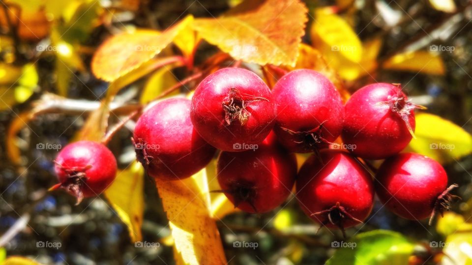 Autumn Berries