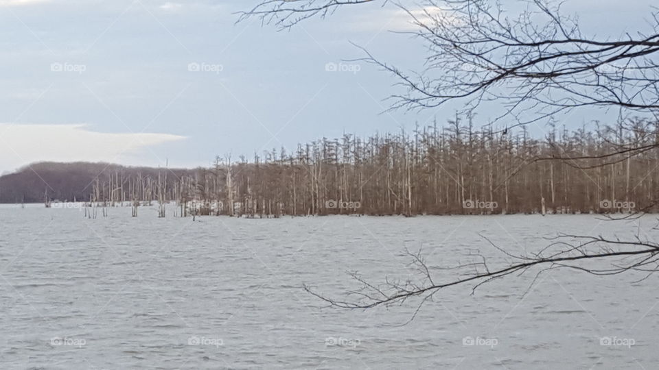lake full of cypress trees in winter