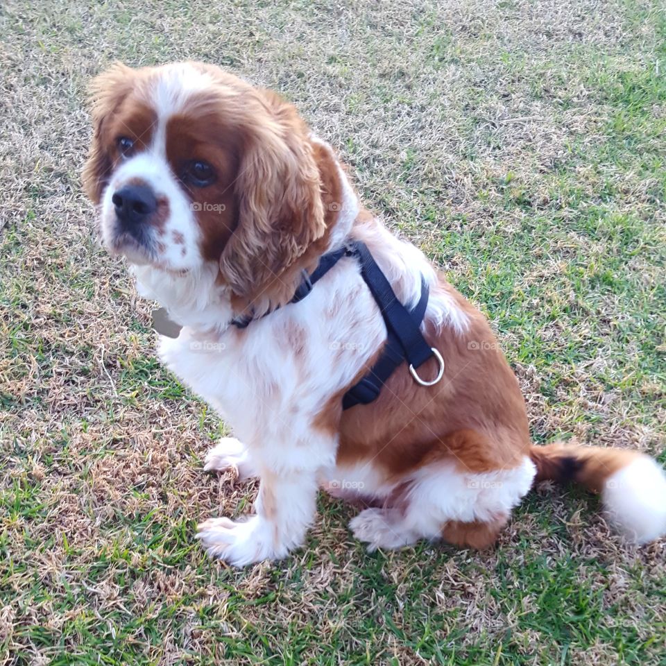 cute king charles cavalier spaniel