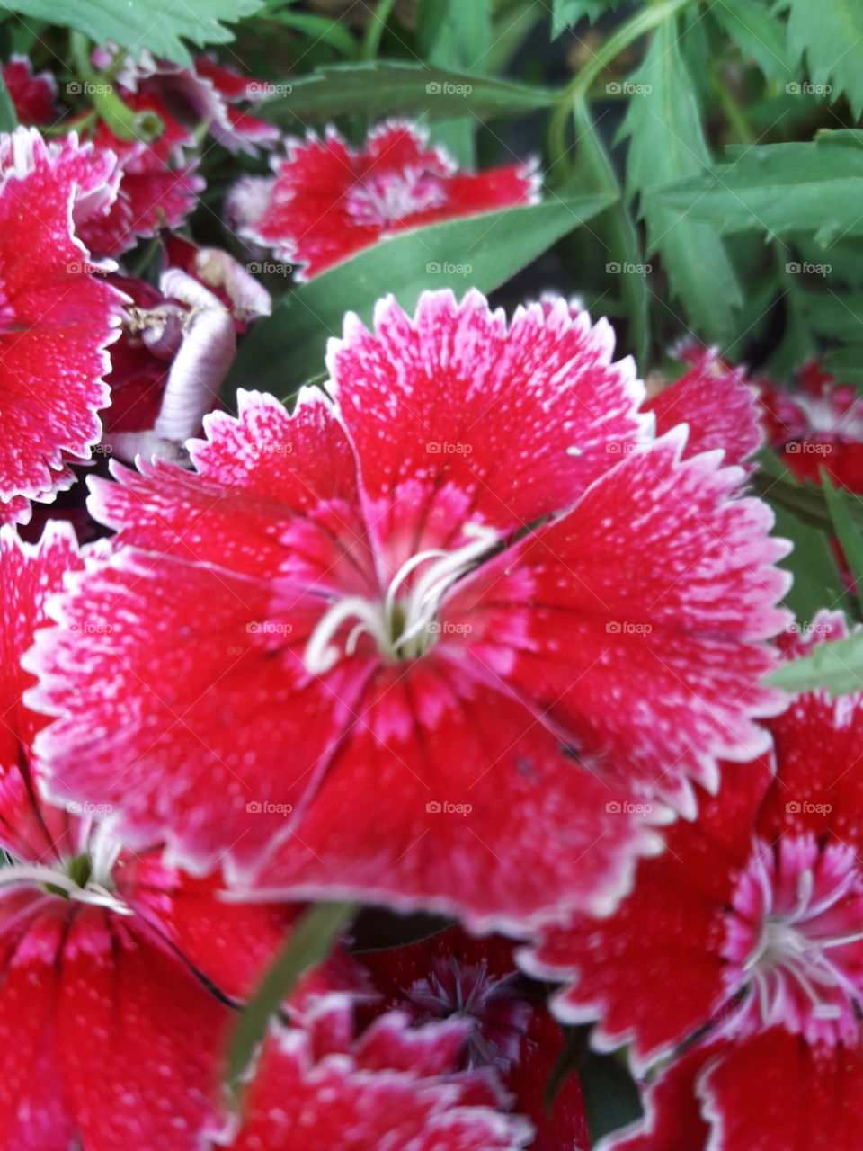 two tone red flower has white line pollen on the middle.
