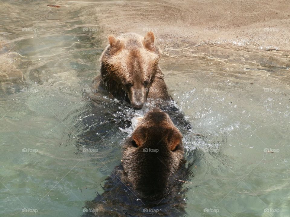 bears playing.