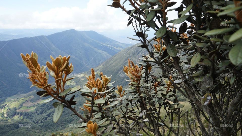 Hillside Plant Life In The Spring