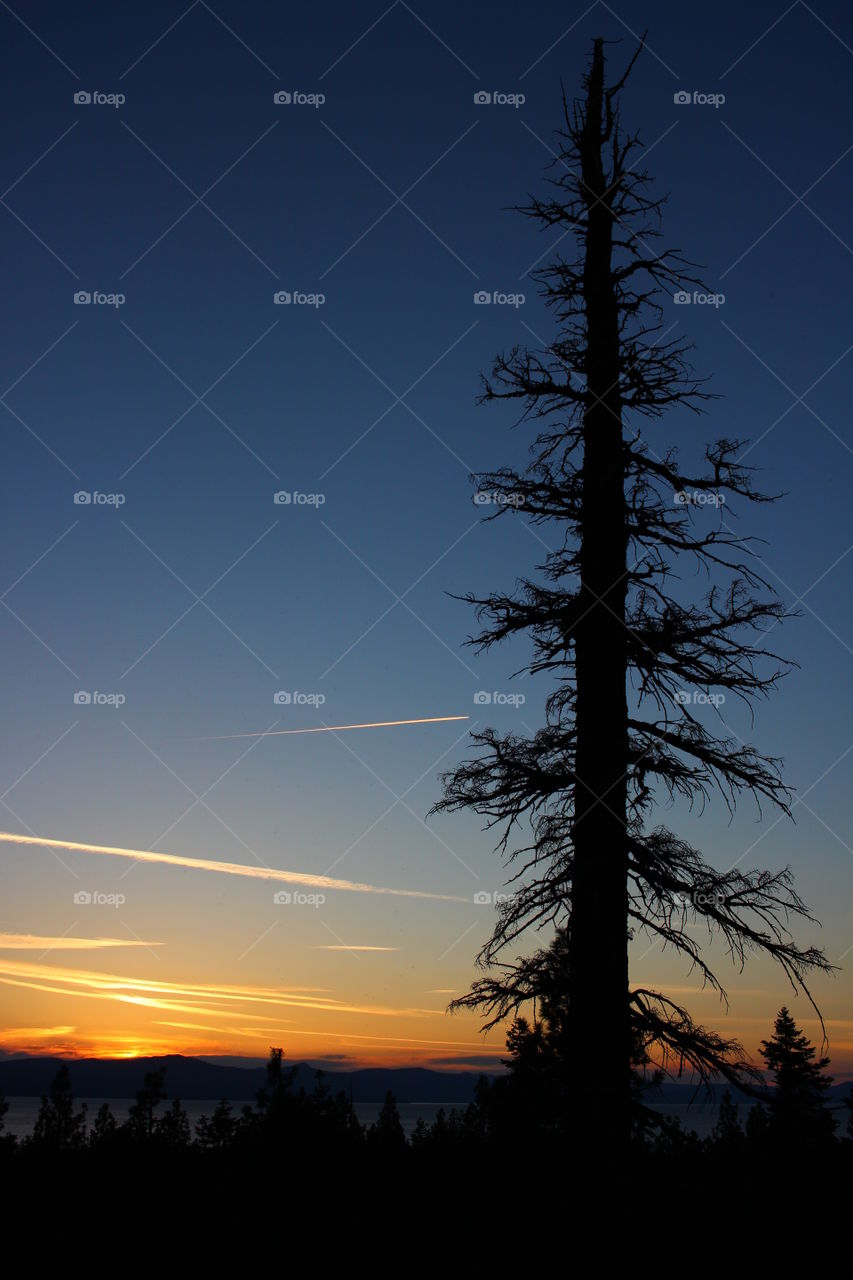 Pine Tree at Night in Tahoe