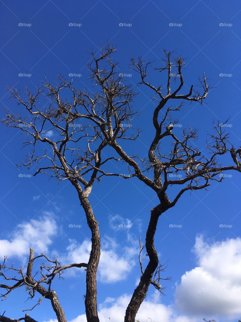 Sem filtros, o infinito #azul do céu!
📸
#FOTOGRAFIAéNOSSOhobby
#fotografia #paisagem #natureza 