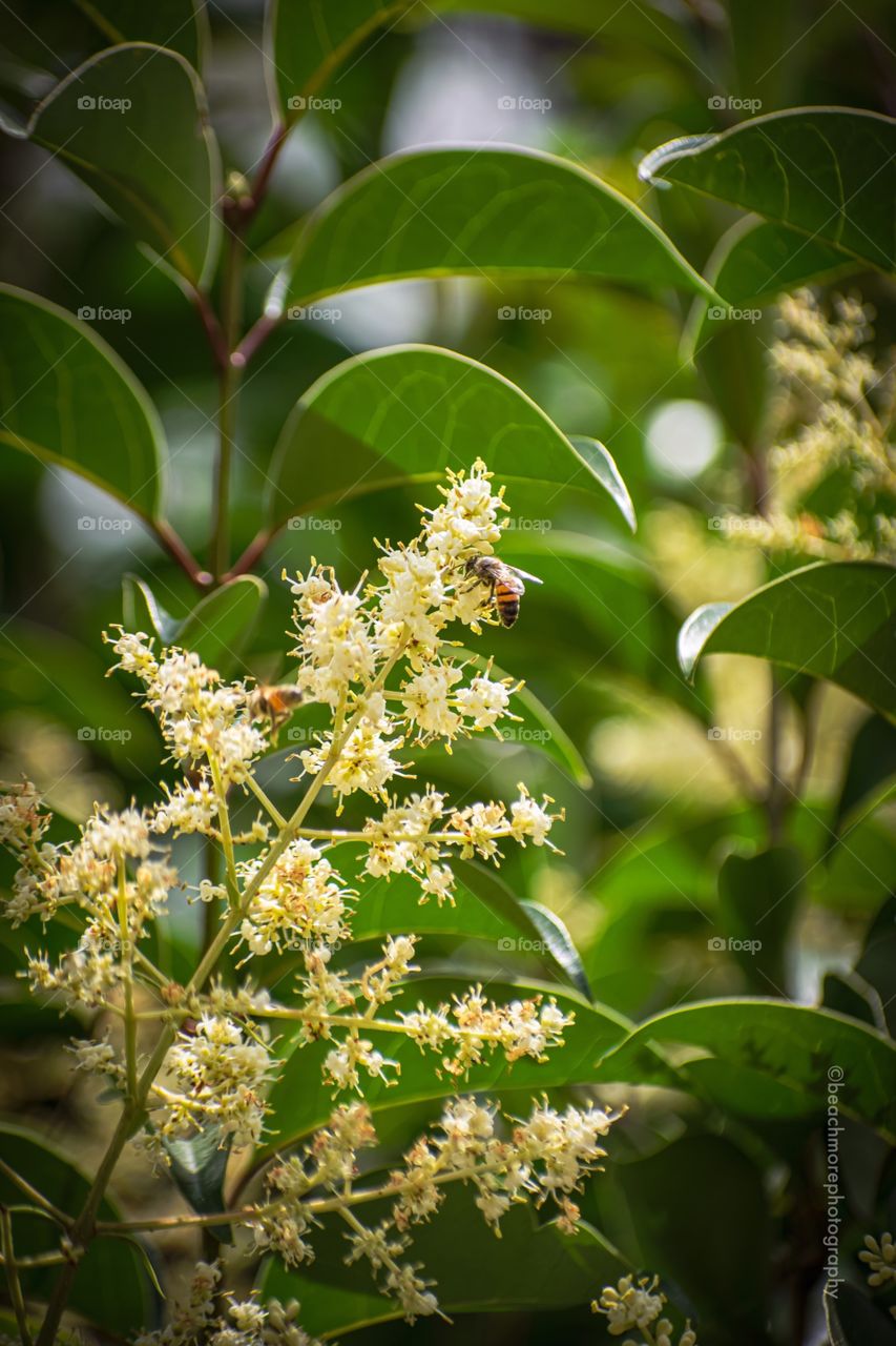 Spring comes first before Summer.