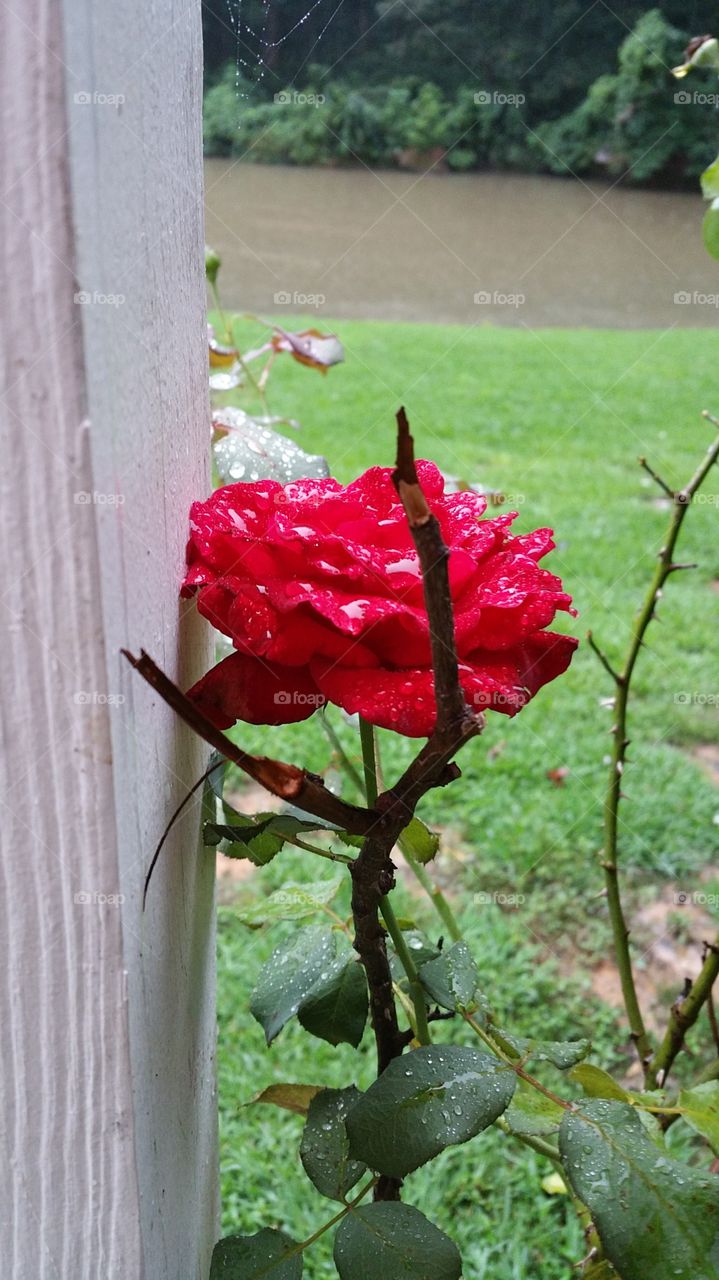 red rose. red rose under the rain