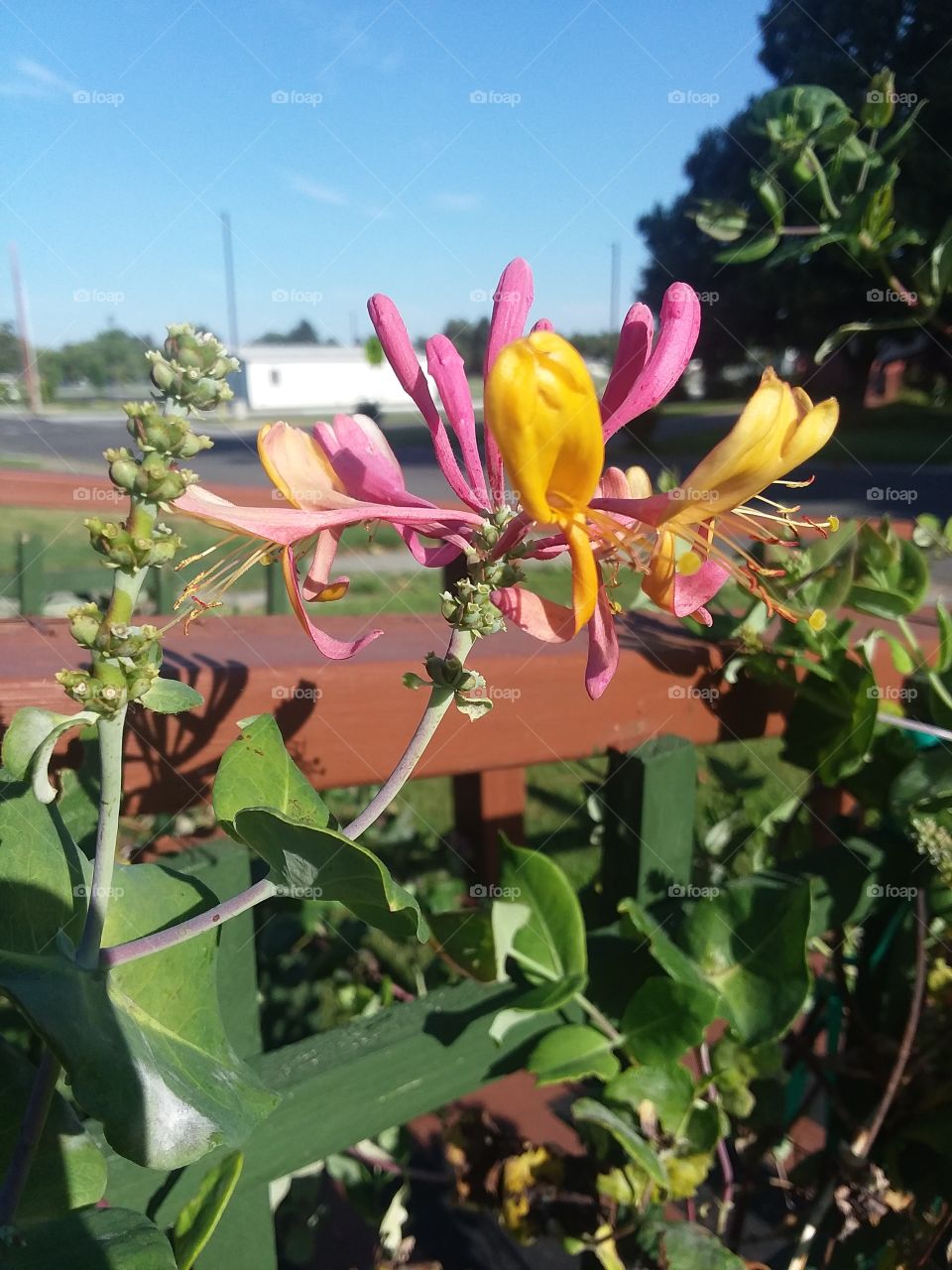 Honeysuckle