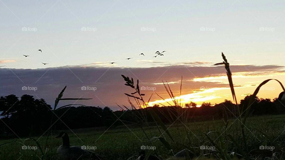 Birds at sunrise