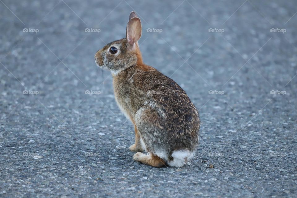 Rabbit on the driveway 