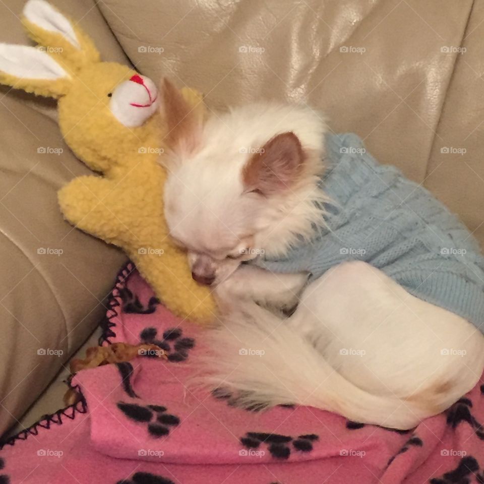 Chihuahua dog with toy 