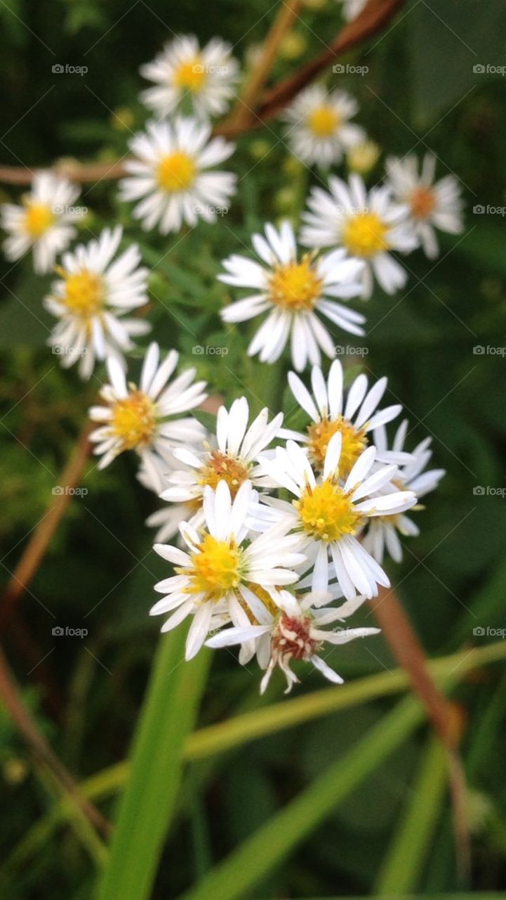 Dainty daisies