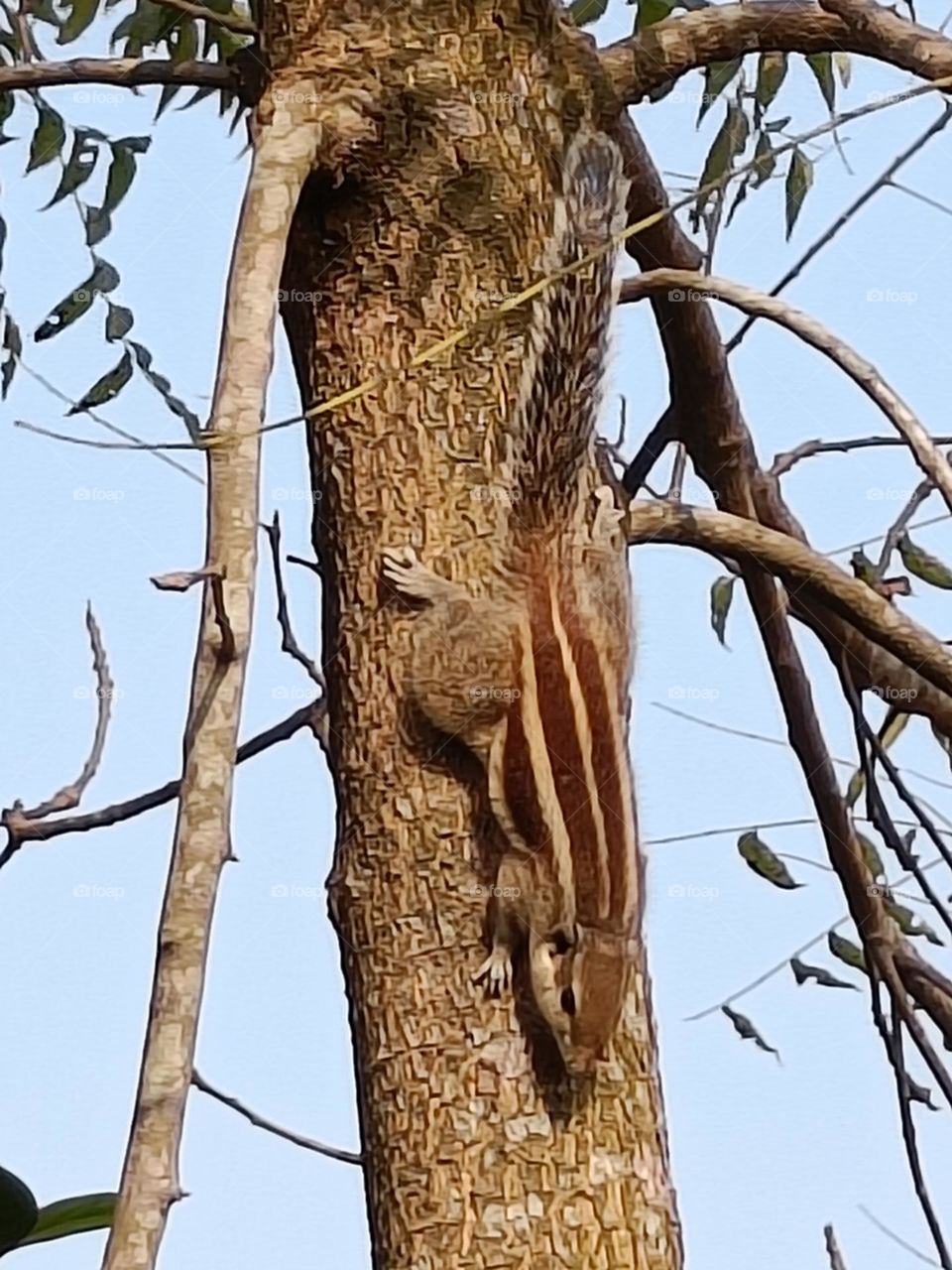 playing in winter morning