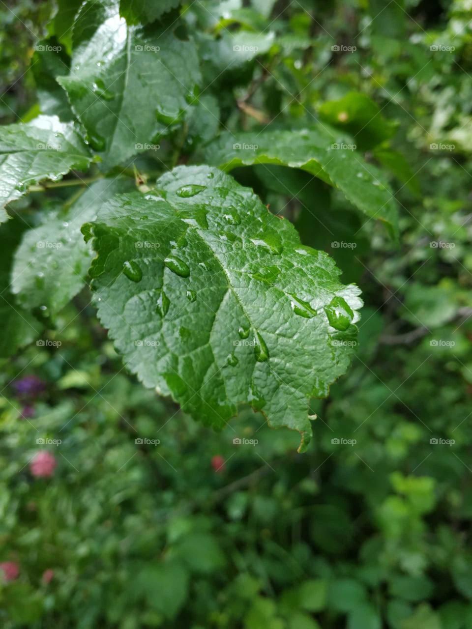 green tree branch after the rain