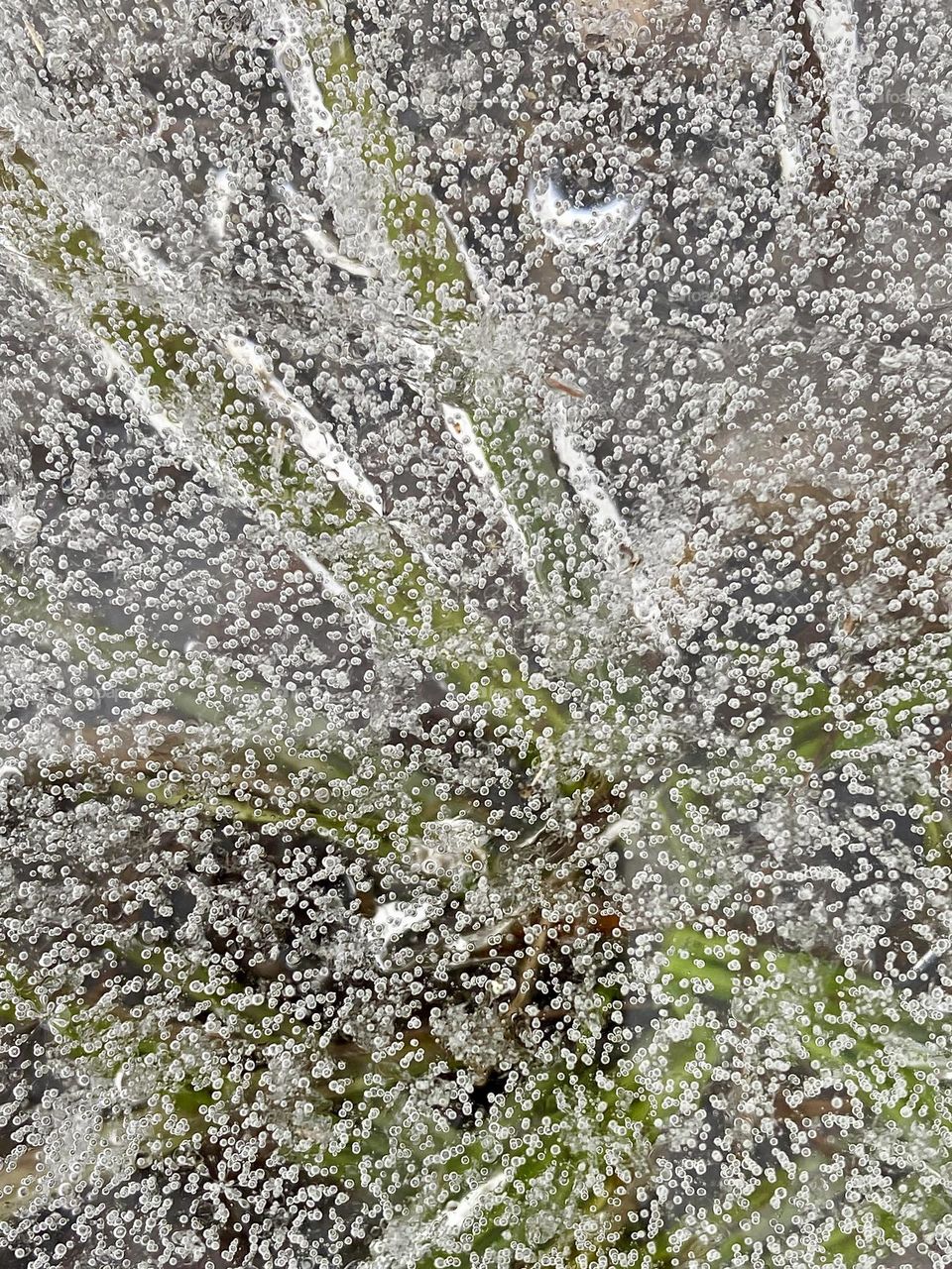 Green grass showing thru the ice on a frozen pond