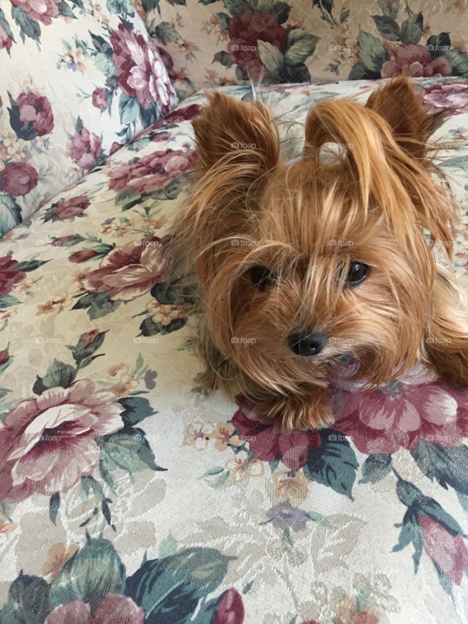 Mini Yorkie