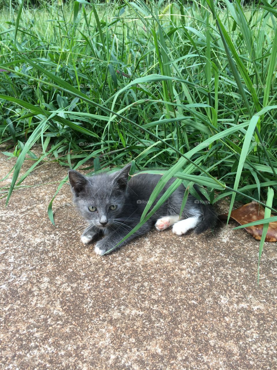 Jungle Kitty. Sweet little gray kitten thinks its hiding in the tall grass. Its a good place for a playful kitty to that a rest break.