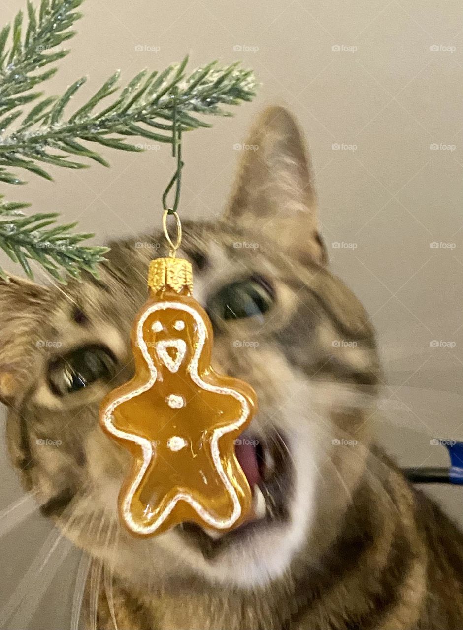 A cat playing with an ornament on the Christmas tree
