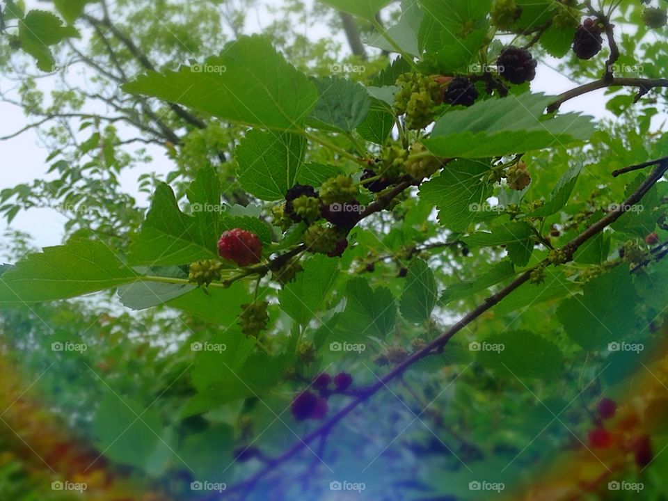 Mulberries. Berries growing on a mulberry tree