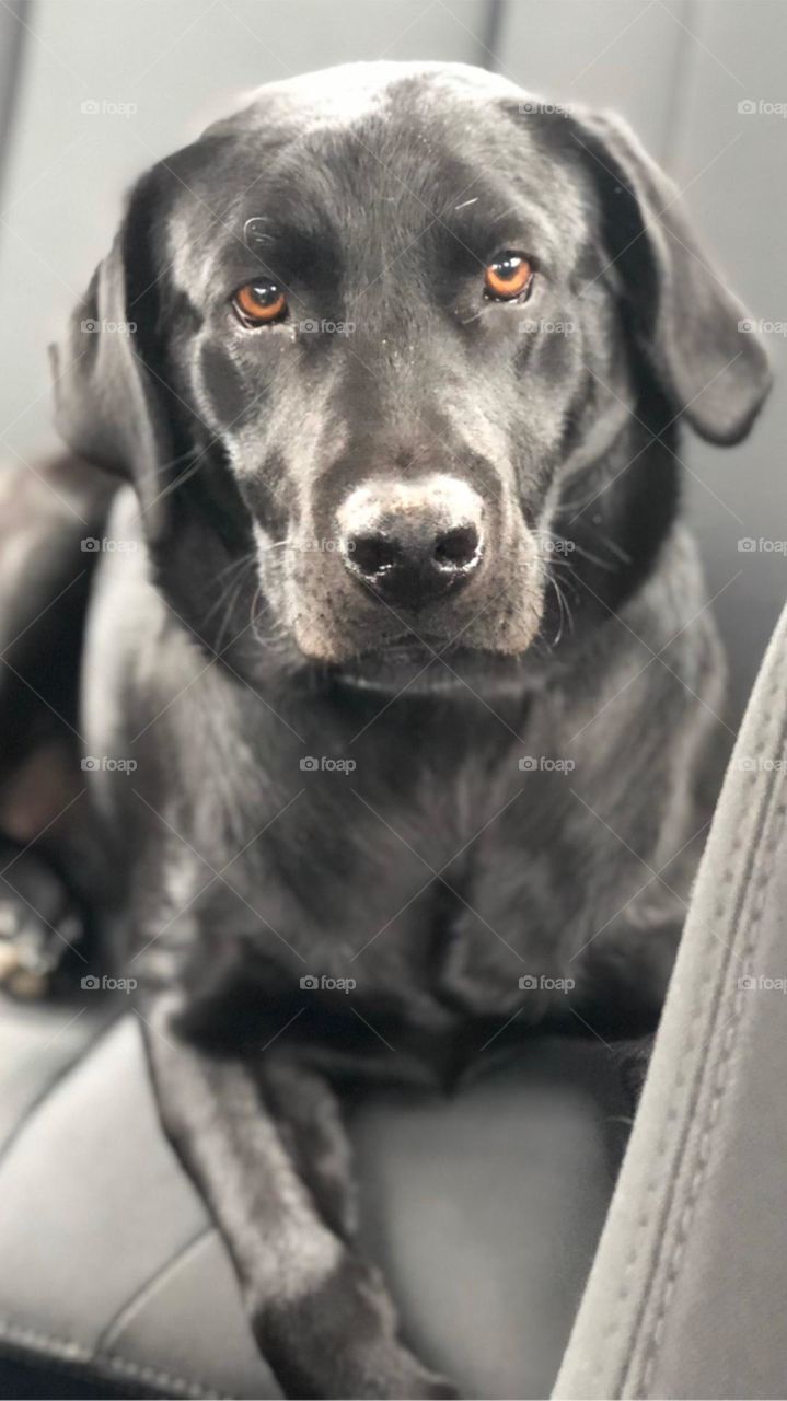 Making sure her owner is better at driving then walking. 