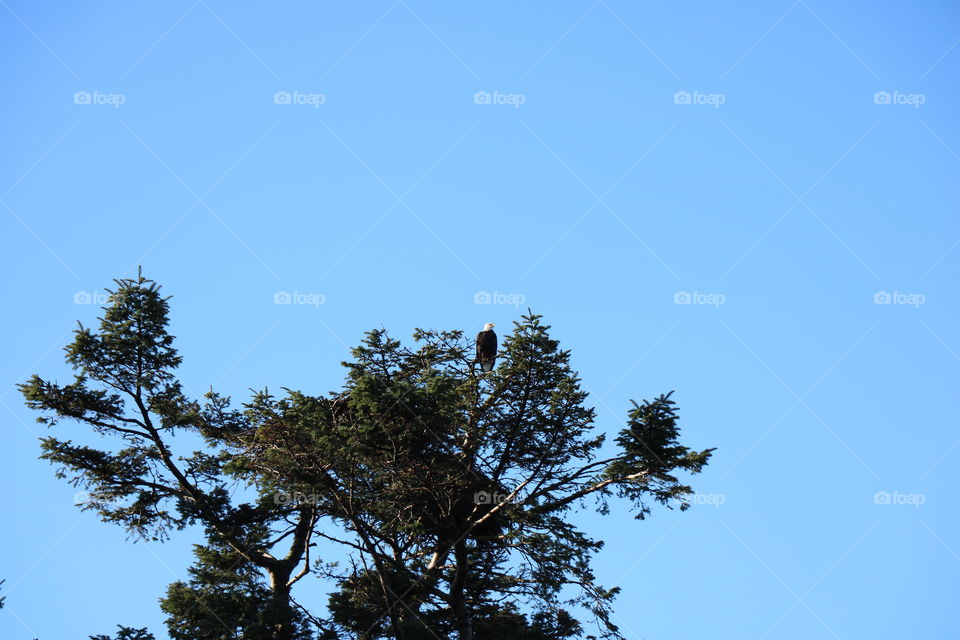 Bald eagle on top of a tree