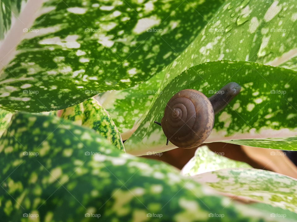 A snail's life