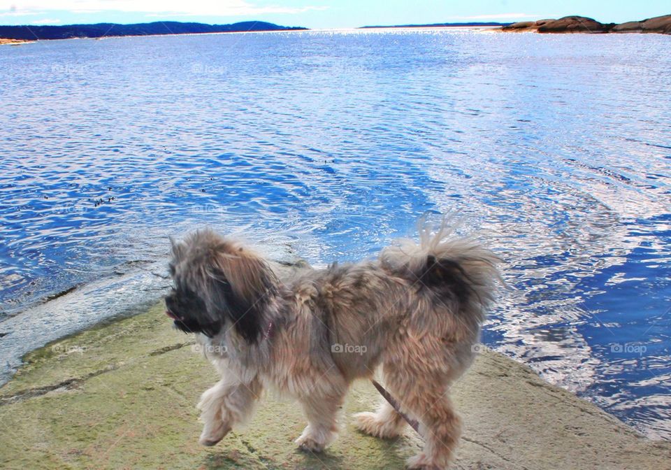 A puppy on the beach 