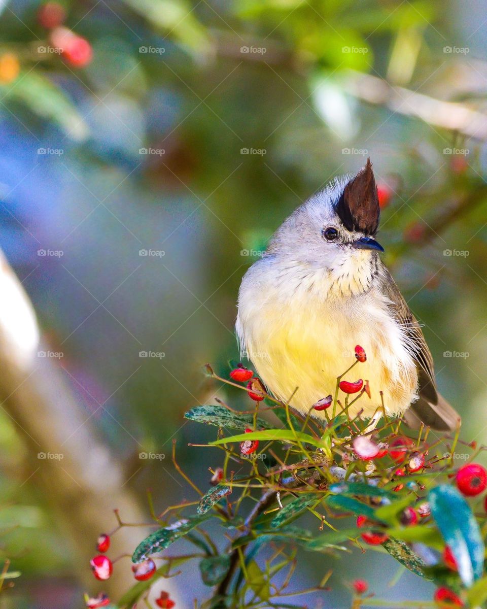 Beautiful and cute bird