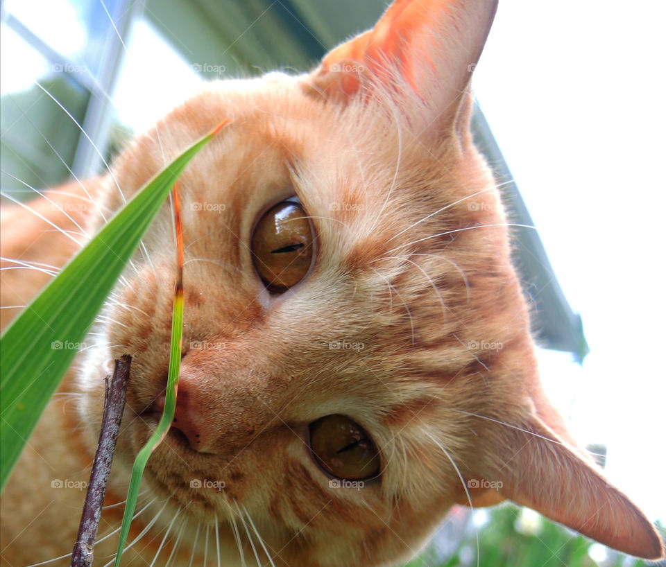 Cat Eating Grass