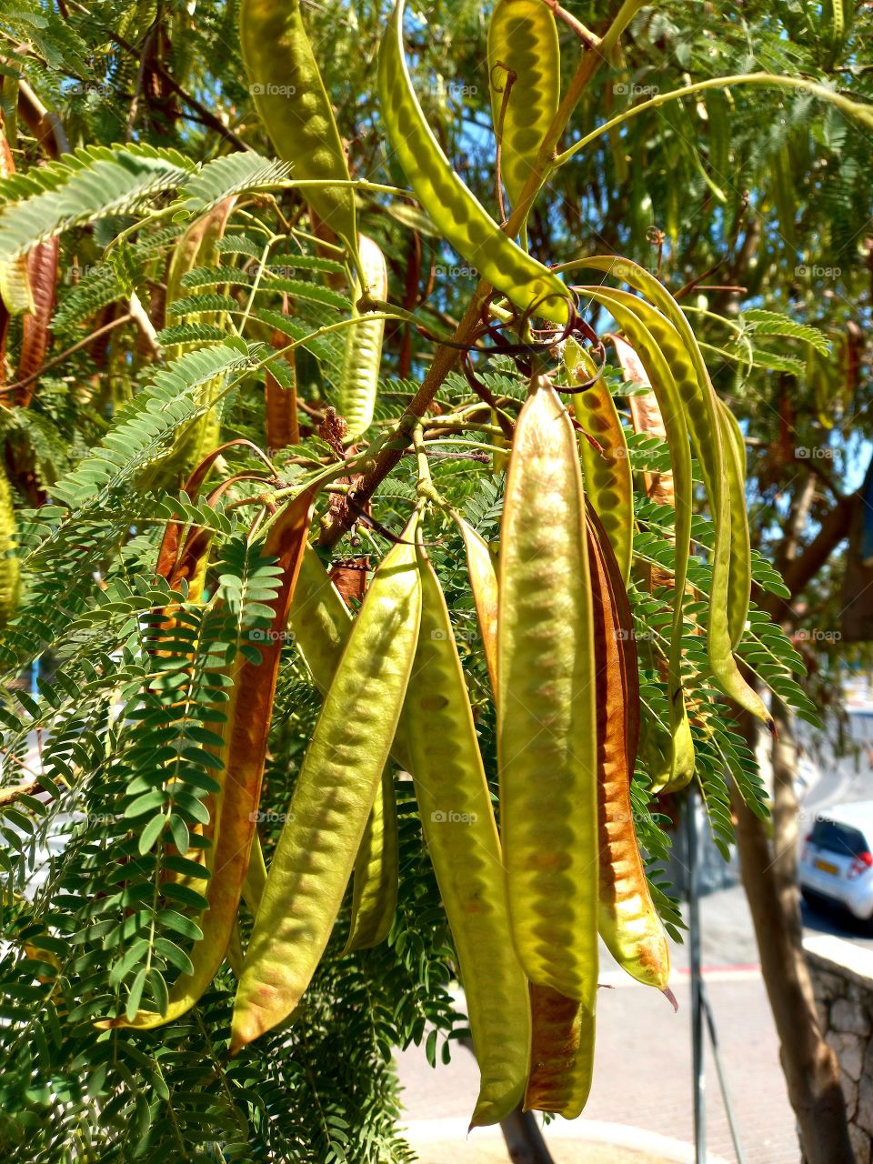 seeds on tree