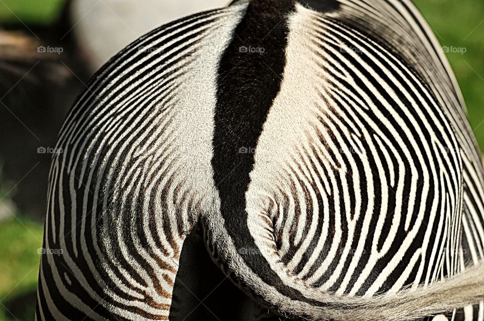 The striped pattern on the back of a Grévy’s Zebra.
