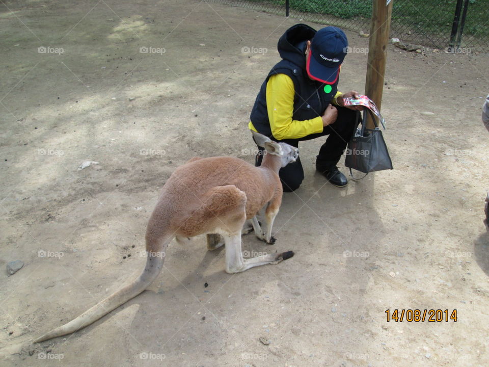 Kangaroo in Brisban
